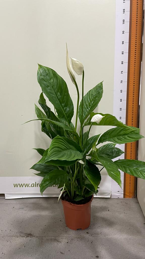 Buy Spathiphyllum - Peace Lily - Type 3 Online| Qetaat.com